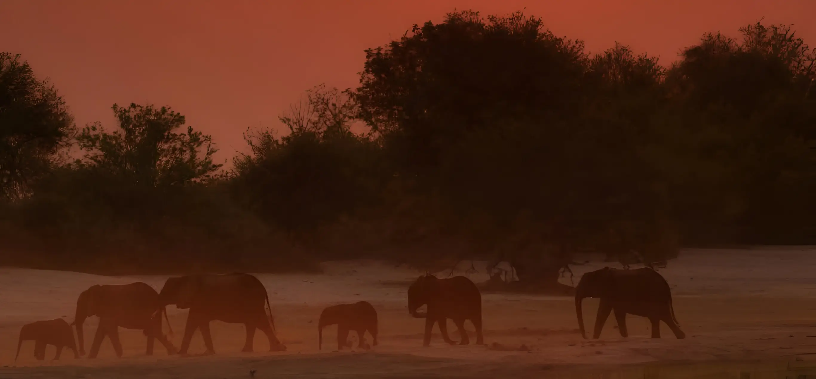 elephants walking in hwange national park zimbabwe