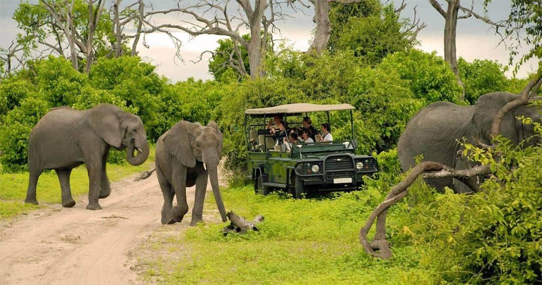 Elephants crossing near a safari vehicle