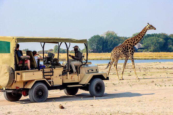 Safari vehicle beside a giraffe near the Okavango Delta