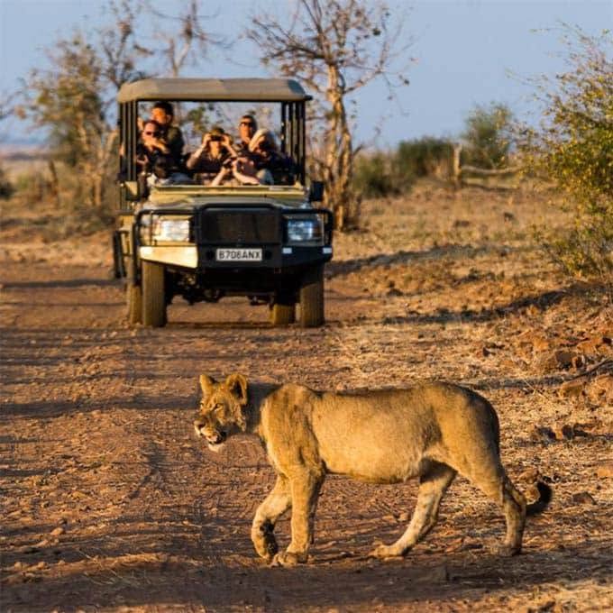 Lion crossing a track in front of a safari vehicle