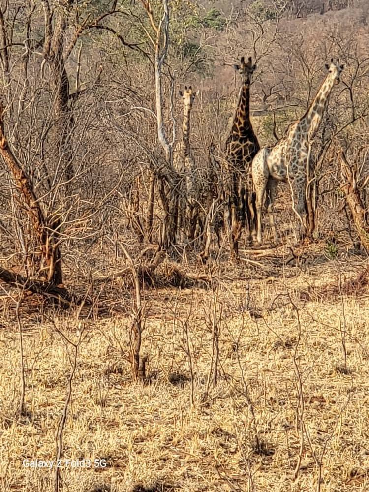 Giraffes in the bush near the Okavango Delta