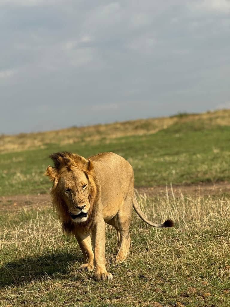 Lion walking through the bush in Hwange National Park